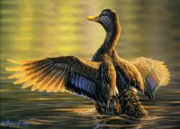  Blue wing teal